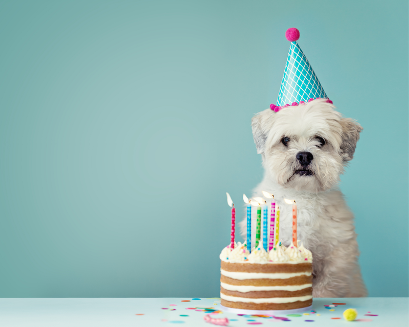 Happy Birthday Dog Instagram Captions Lovearoundme - Adorable Instagram Captions For Your Dog's Birthday