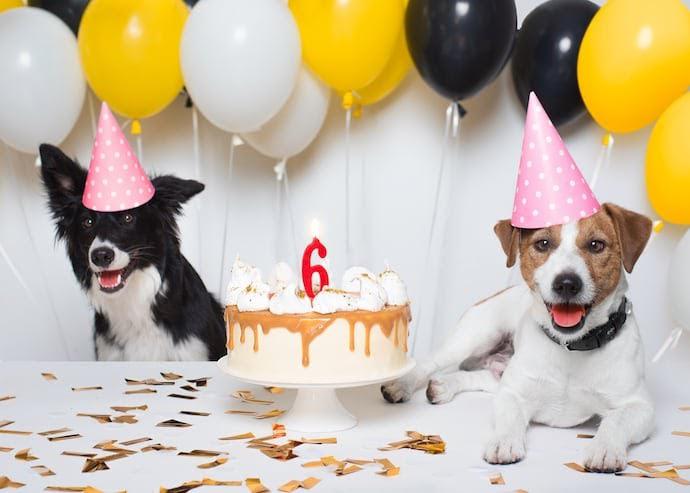 Happy Birthday Dog Instagram Captions Lovearoundme - Adorable Instagram Captions For Your Dog's Birthday